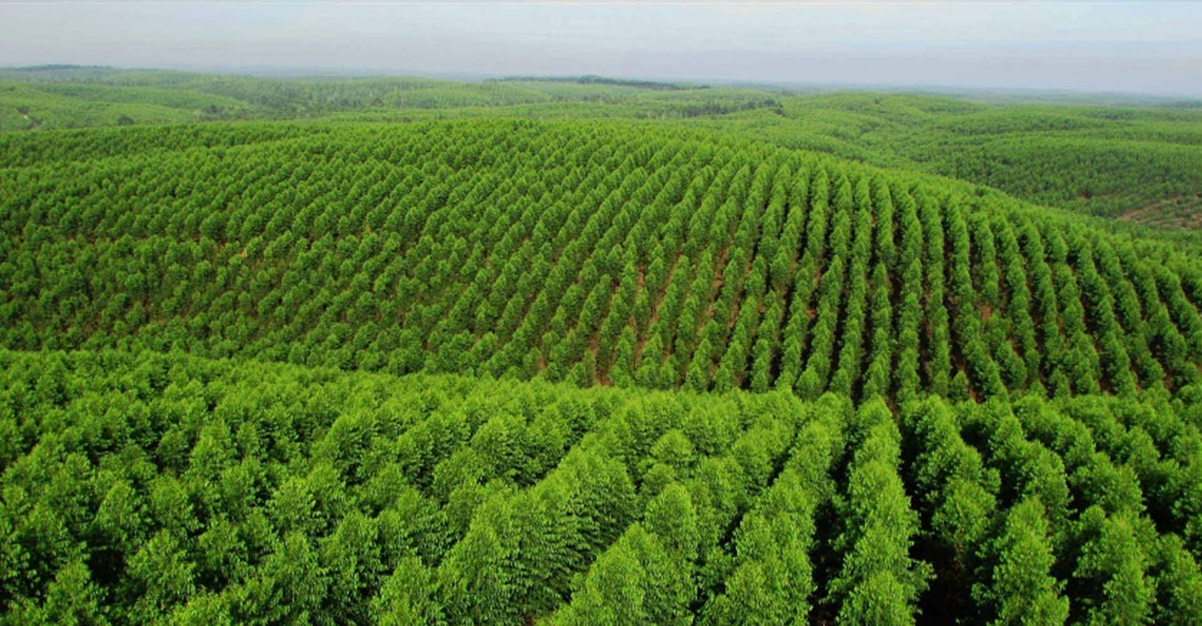 Buat Bayar Utang dan Modal, Lontar Papyrus  Pulp & Paper Industry Emisi Obligasi Rp1,176 Triliun