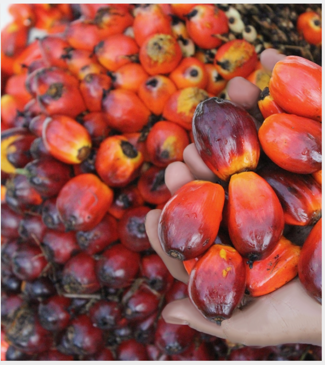 Eagle High Plantations (BWPT) Terbitkan Sukuk Rp122,825 Miliar, Dananya Untuk Ini