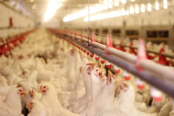 Buka Harga IPO Rp100-Rp110 per Saham, Intip Kinerja Keuangan AYAM
