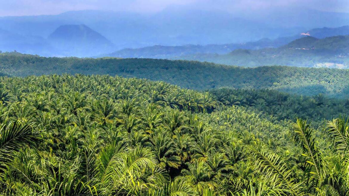 Perusahaan Kelapa Sawit Terpadu (TAPG) Peroleh Kredit Rp1,430 Triliun dari BNI, Buat Apa