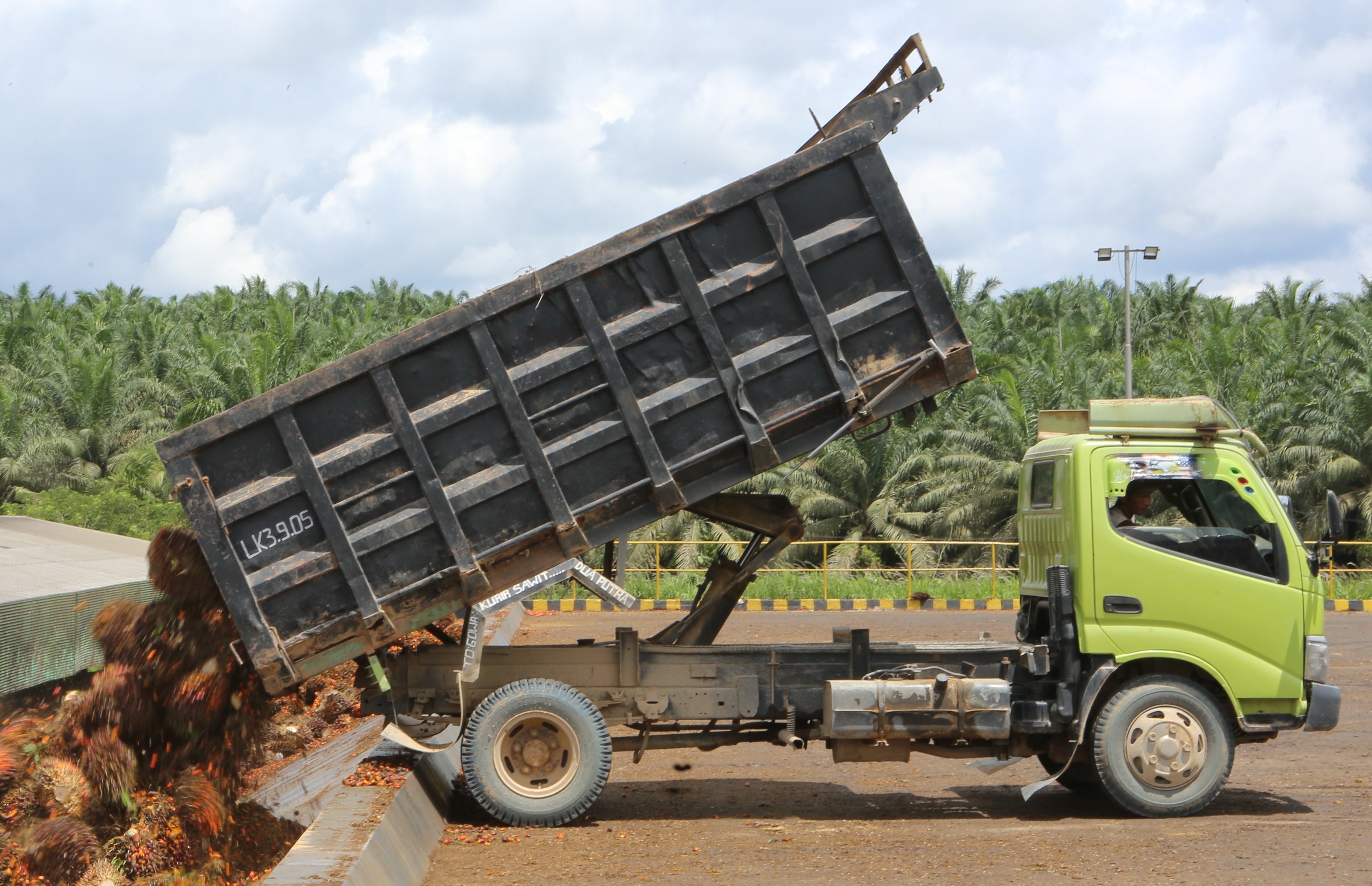 Harga CPO Naik, DSNG Catat Pertumbuhan Laba 60% di Kuartal I 2025