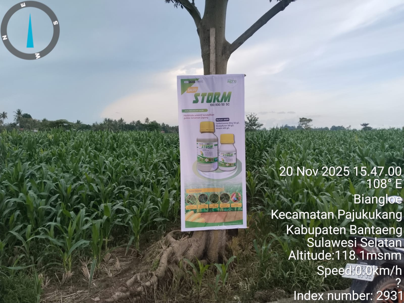 Peningkatan Hasil Panen Jagung Berkat Herbisida Selektif Sagri Storm