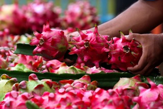 Didampingi BRI, Petani Buah Naga Banyuwangi Kini Makin Percaya Diri dan Naik Kelas