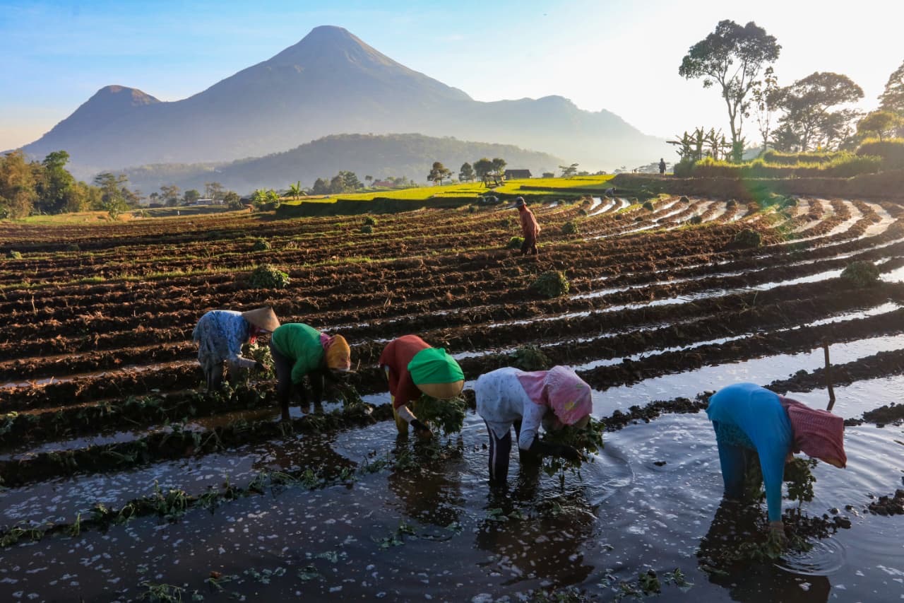 BRI Kucurkan KUR Rp80,09 Triliun ke Sektor Pertanian Sepanjang 2025
